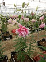 [5262 Isabella No01.JPG]